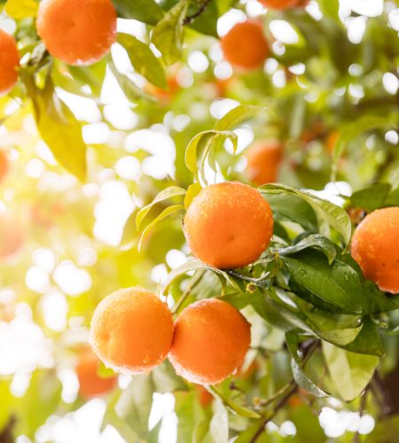 delicious-orange-citrus-tree